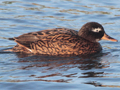 Laysan Duck